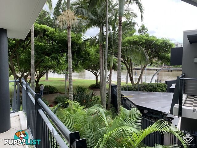 ID:3723728 1 Holman Street KANGAROO POINT QLD 4169