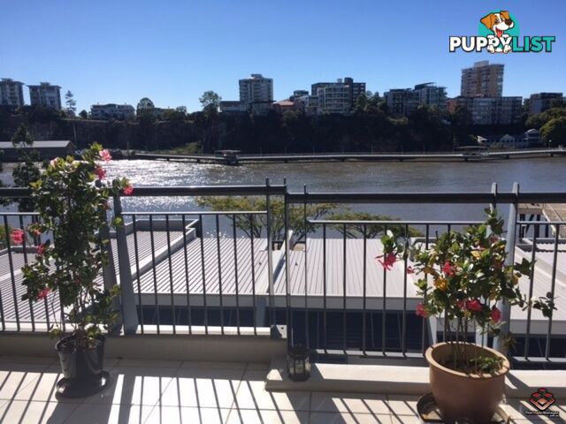 ID:3723989/1 Holman Street KANGAROO POINT QLD 4169