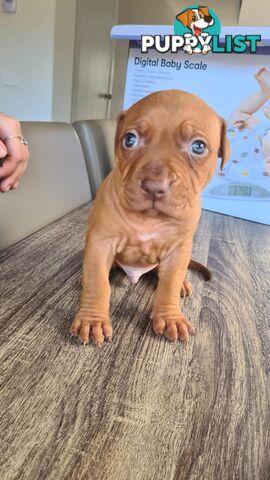 Am Staff X puppies FOR SALE