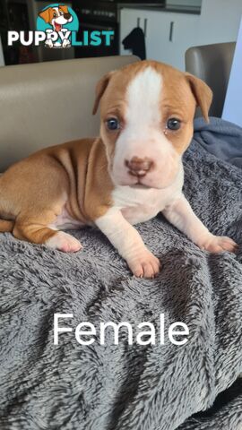 Am Staff X puppies FOR SALE