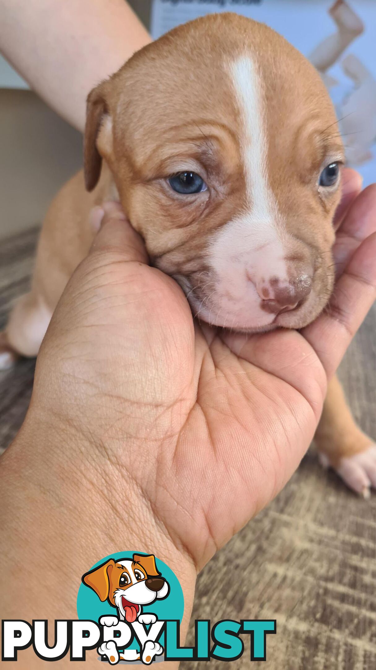 Am Staff X puppies FOR SALE