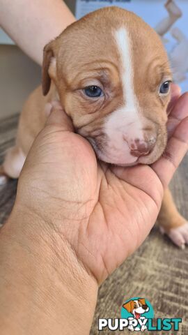 Am Staff X puppies FOR SALE