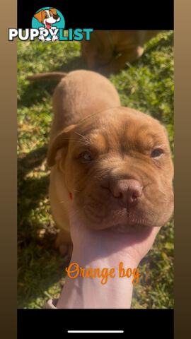 French mastiff puppies!