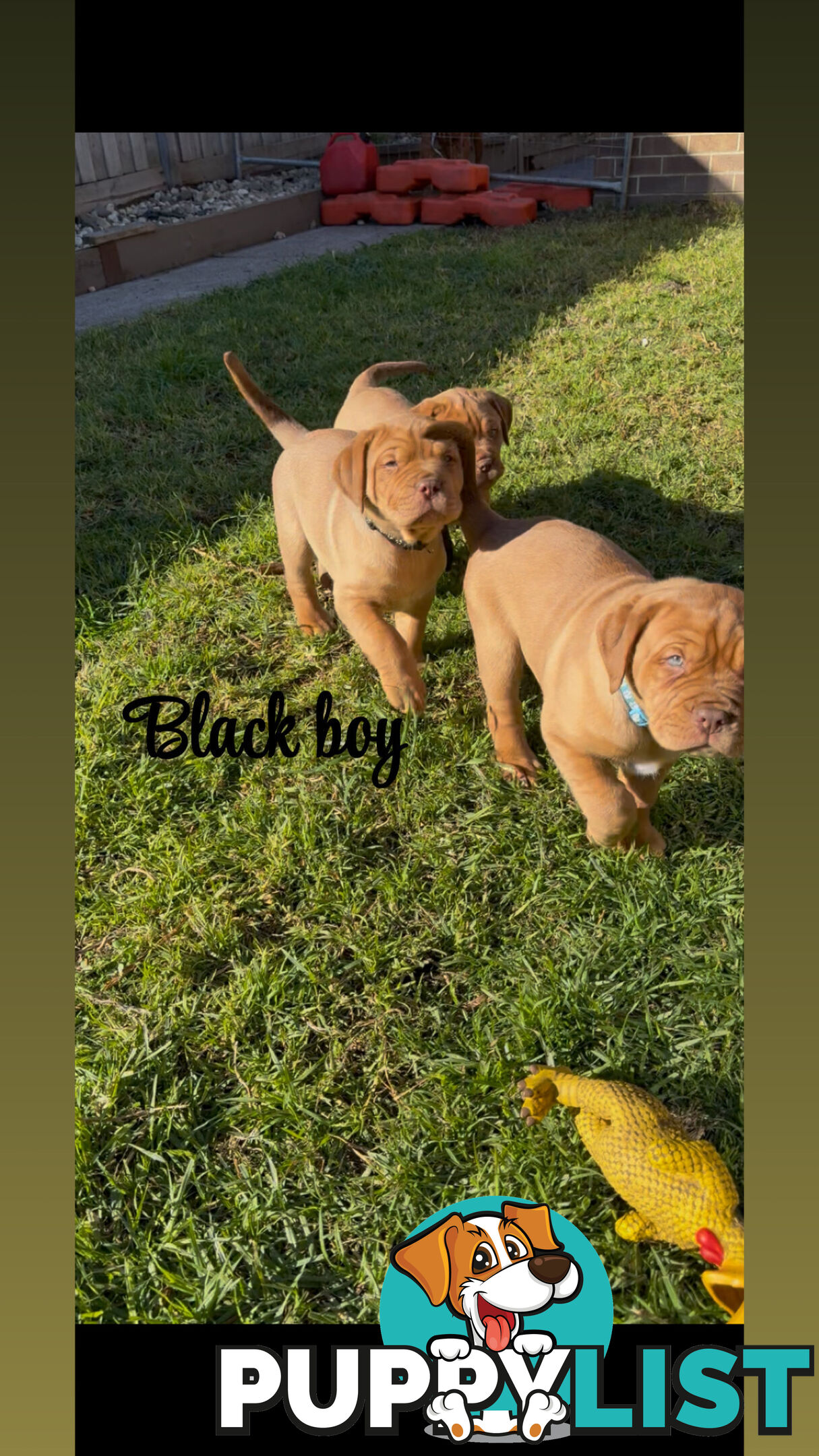 French mastiff puppies!