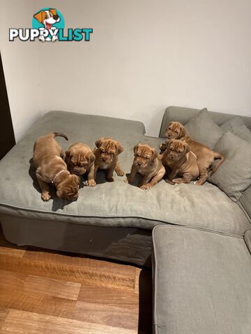 French mastiff puppies!