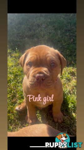 French mastiff puppies!