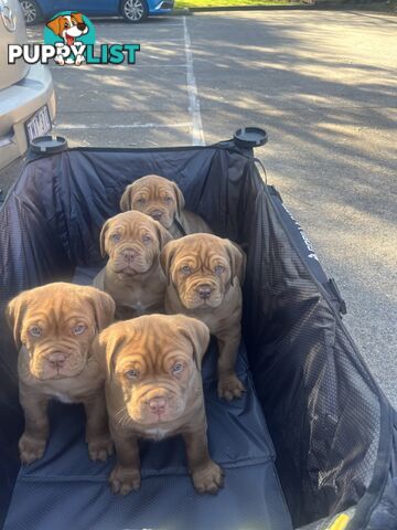 French mastiff puppies!