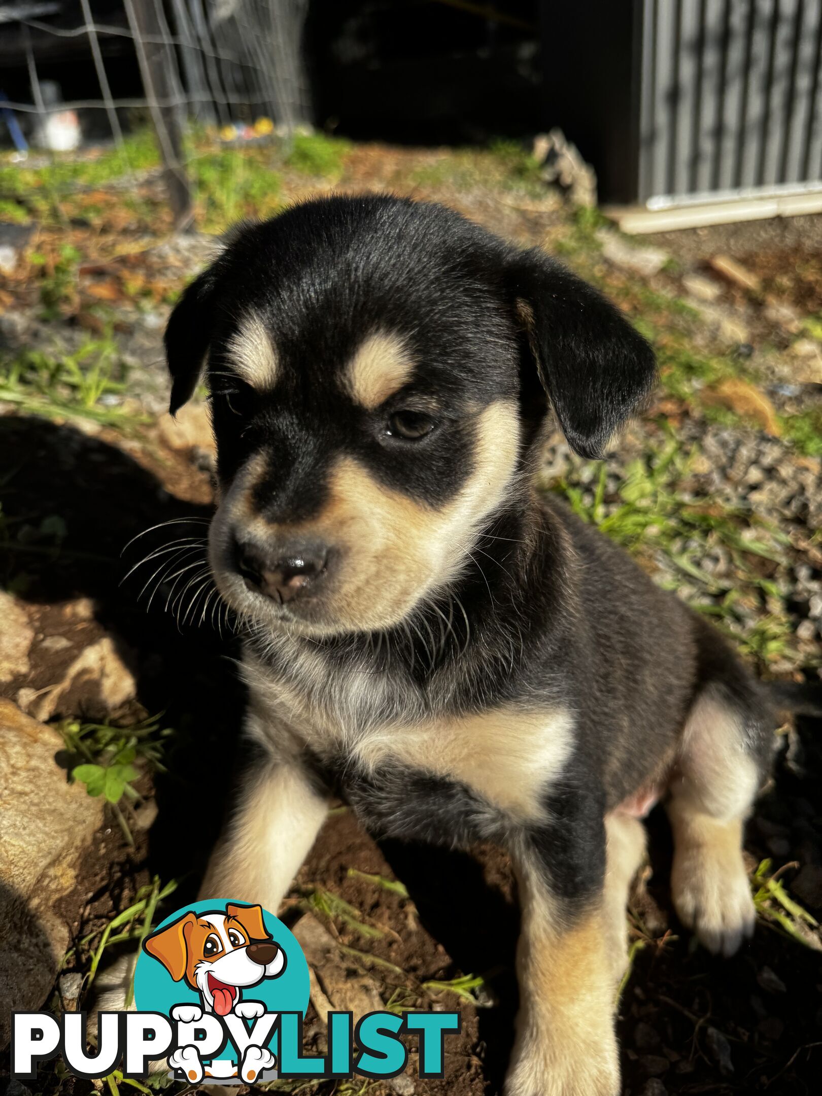 RARE GOBERIAN Puppies 6 left