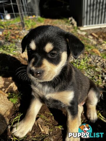 RARE GOBERIAN Puppies 6 left