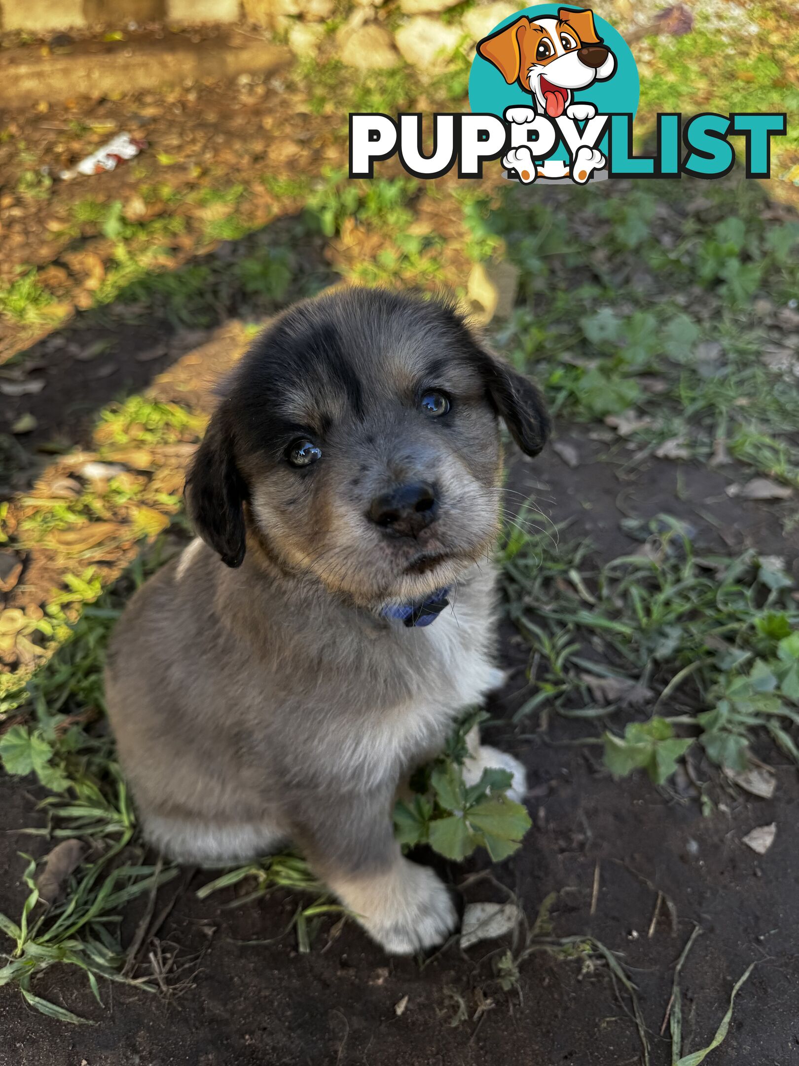 RARE GOBERIAN Puppies 6 left