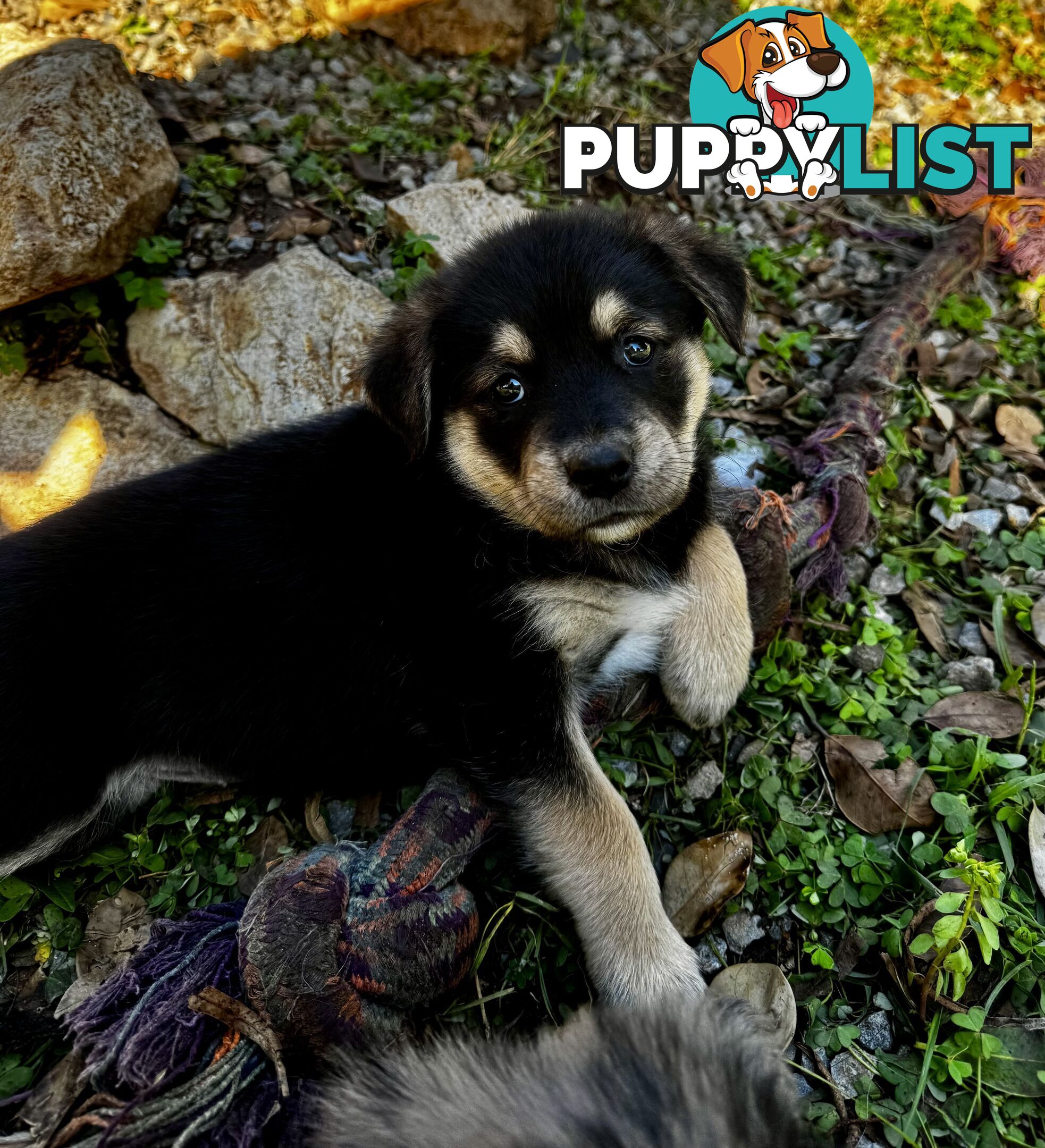 RARE GOBERIAN Puppies 6 left