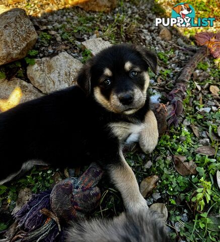 RARE GOBERIAN Puppies 6 left