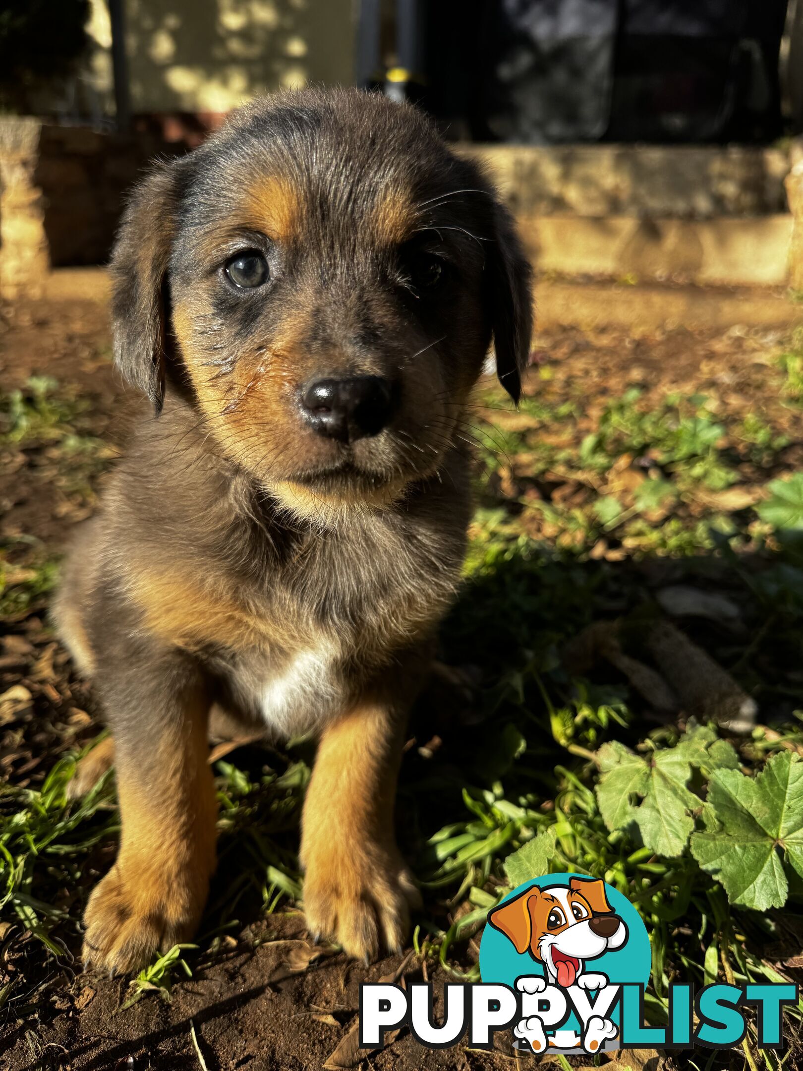 RARE GOBERIAN Puppies 6 left