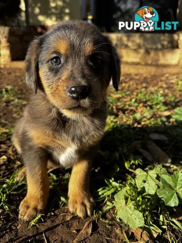 RARE GOBERIAN Puppies 6 left