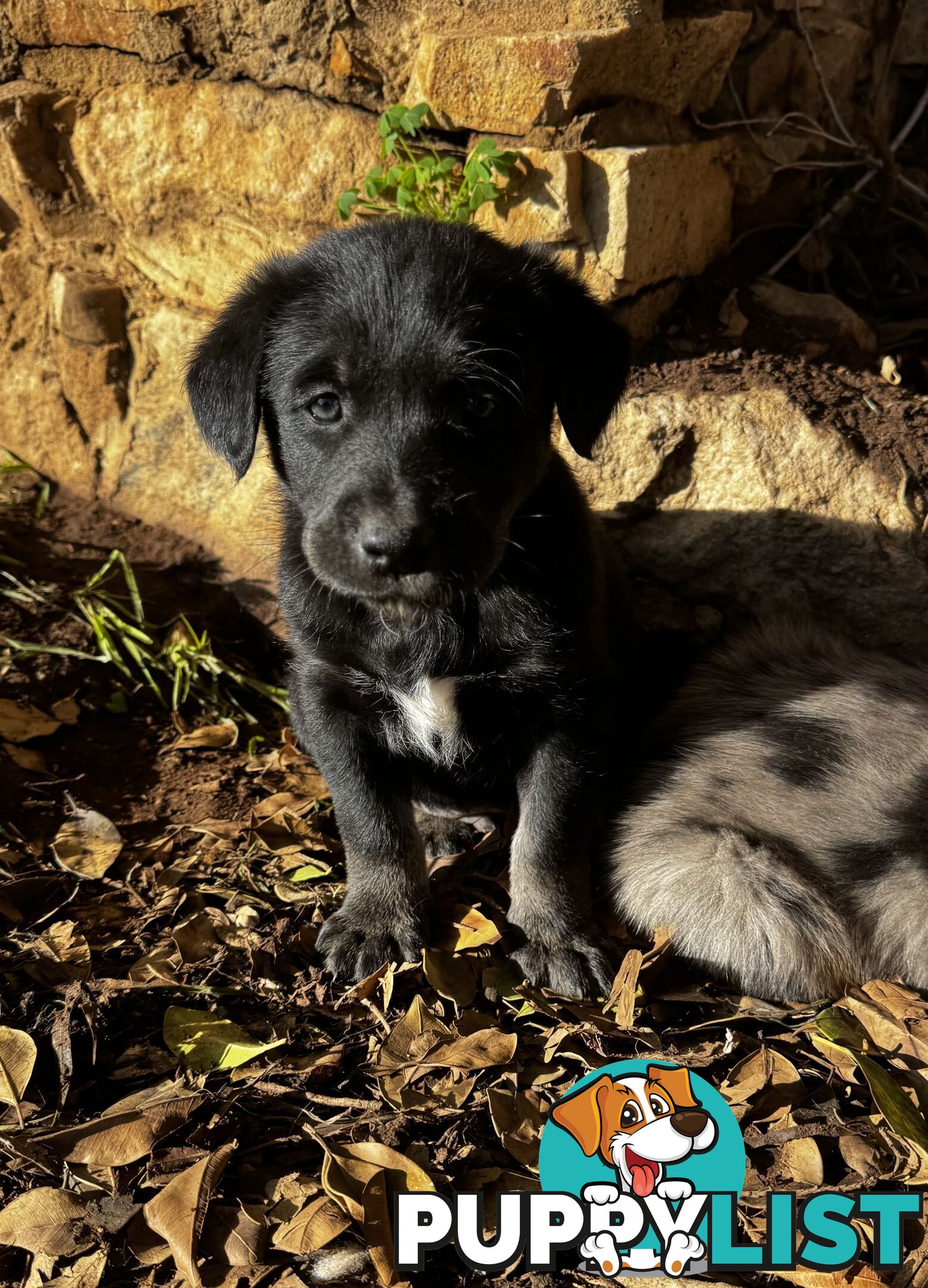 RARE GOBERIAN Puppies 6 left