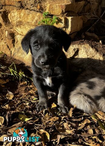 RARE GOBERIAN Puppies 6 left