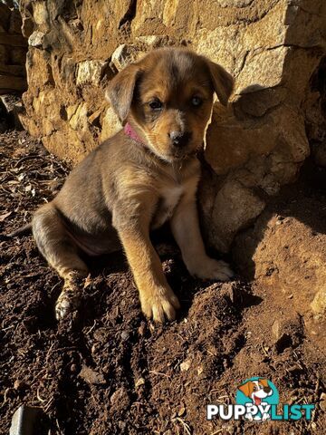 RARE GOBERIAN Puppies 6 left