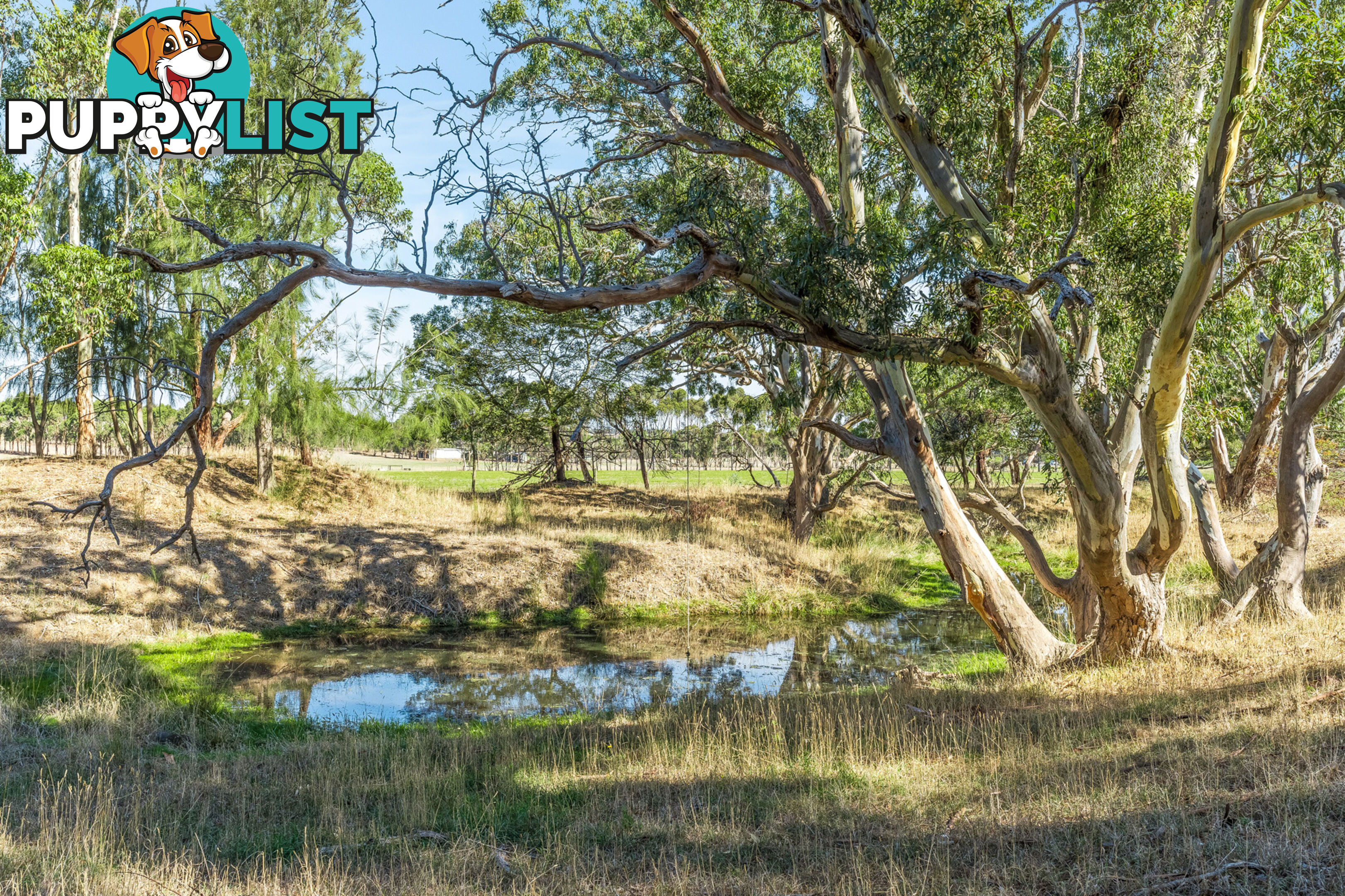 55 Buckley School Road WINCHELSEA VIC 3241
