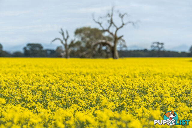 36 Karmala Lane LAKE BOLAC VIC 3351