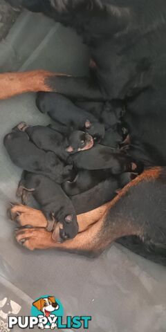 Rottie pups for Christmas