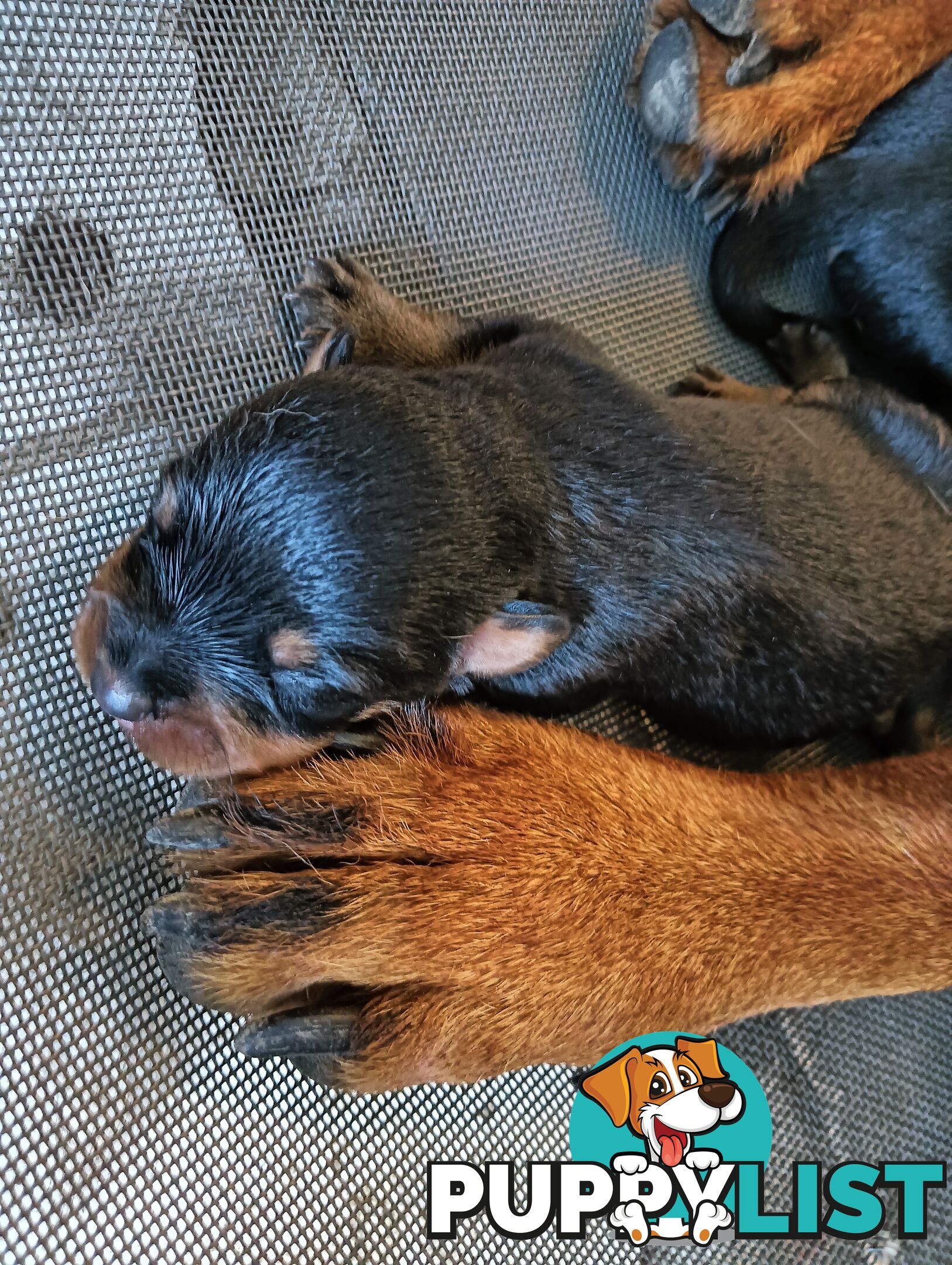 Rottie pups for Christmas