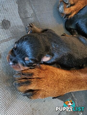 Rottie pups for Christmas