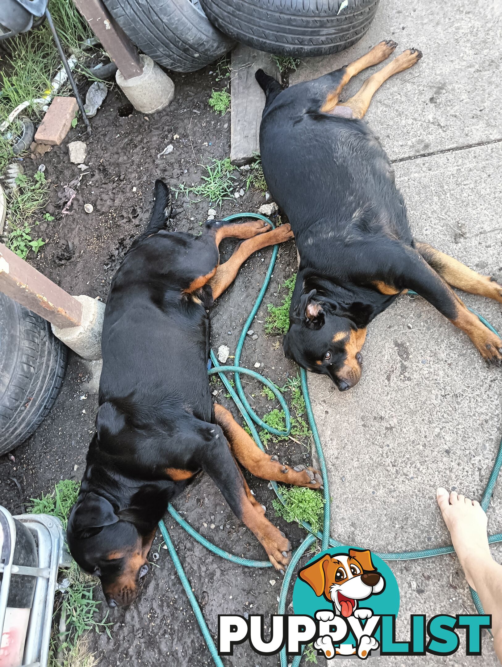 Rottie pups for Christmas