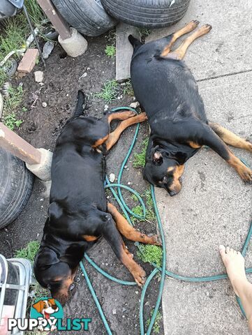 Rottie pups for Christmas