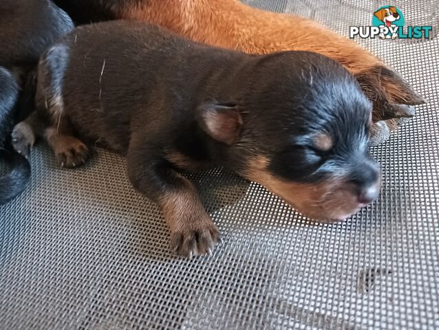 Rottie pups for Christmas