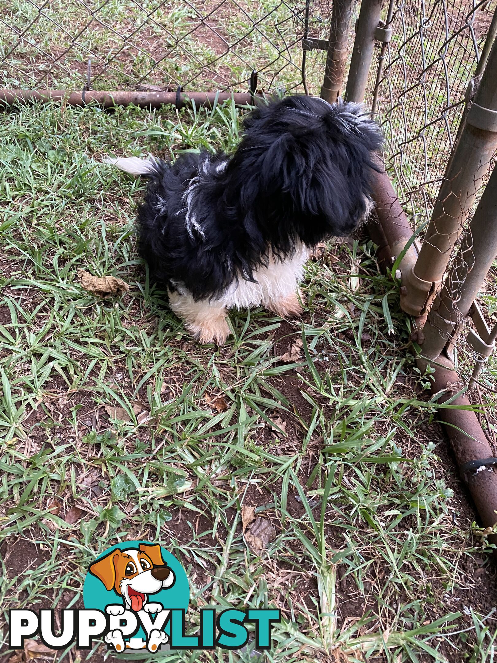 Maltese x Shih Tzu