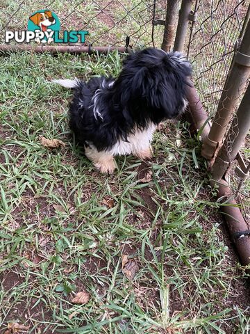 Maltese x Shih Tzu