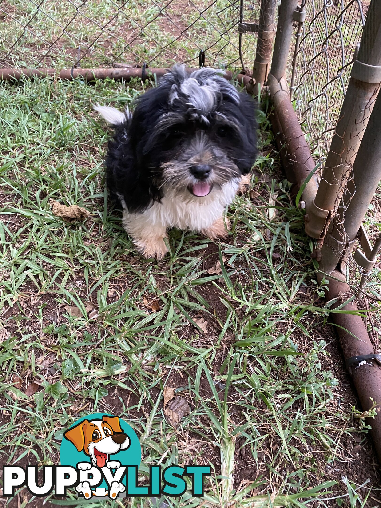 Maltese x Shih Tzu