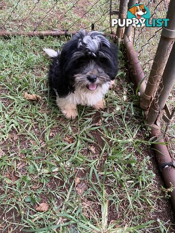 Maltese x Shih Tzu