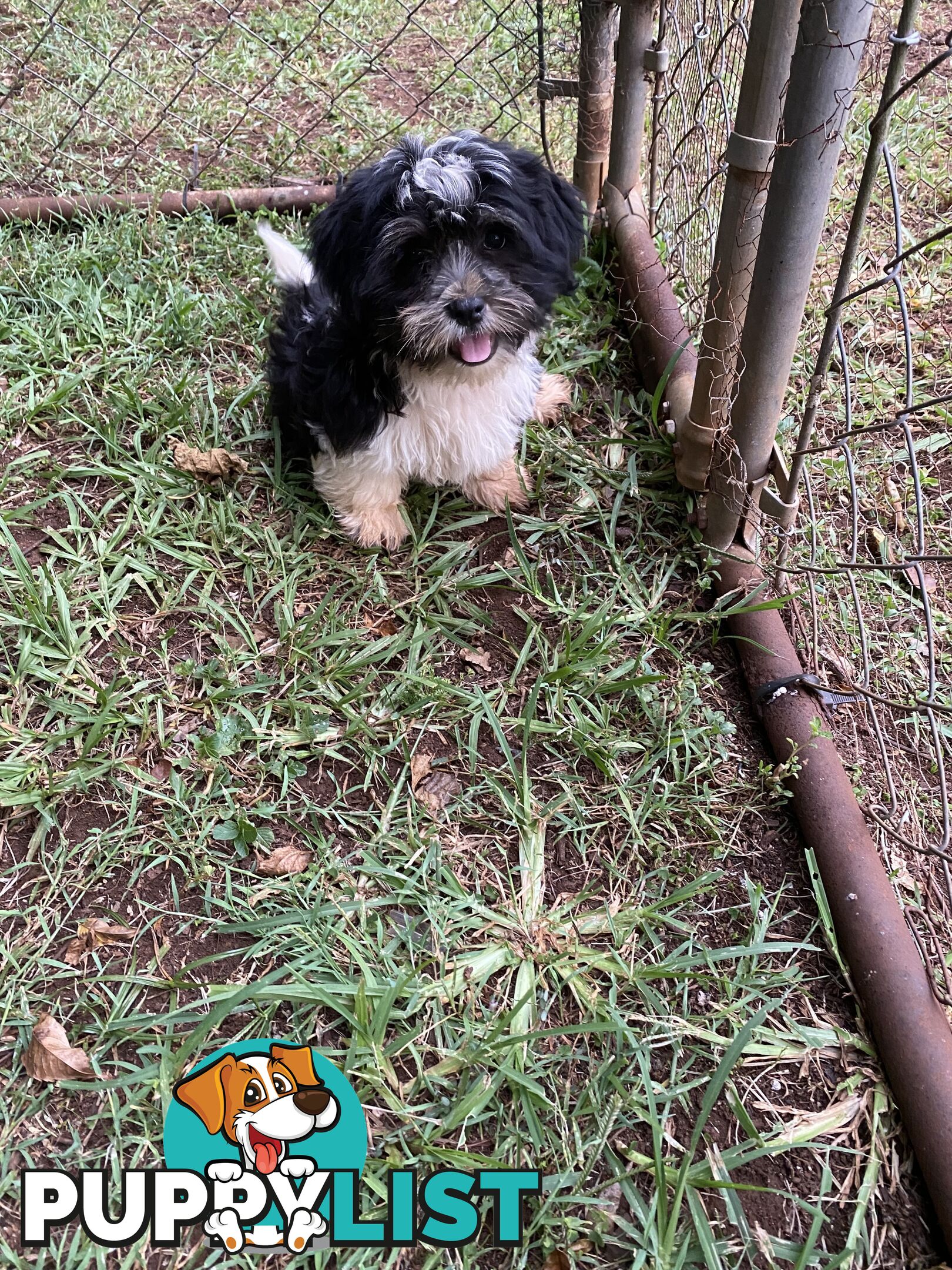 Maltese x Shih Tzu