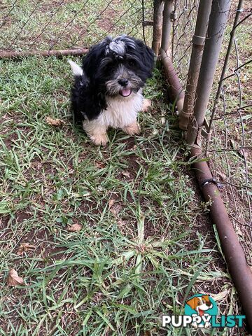 Maltese x Shih Tzu