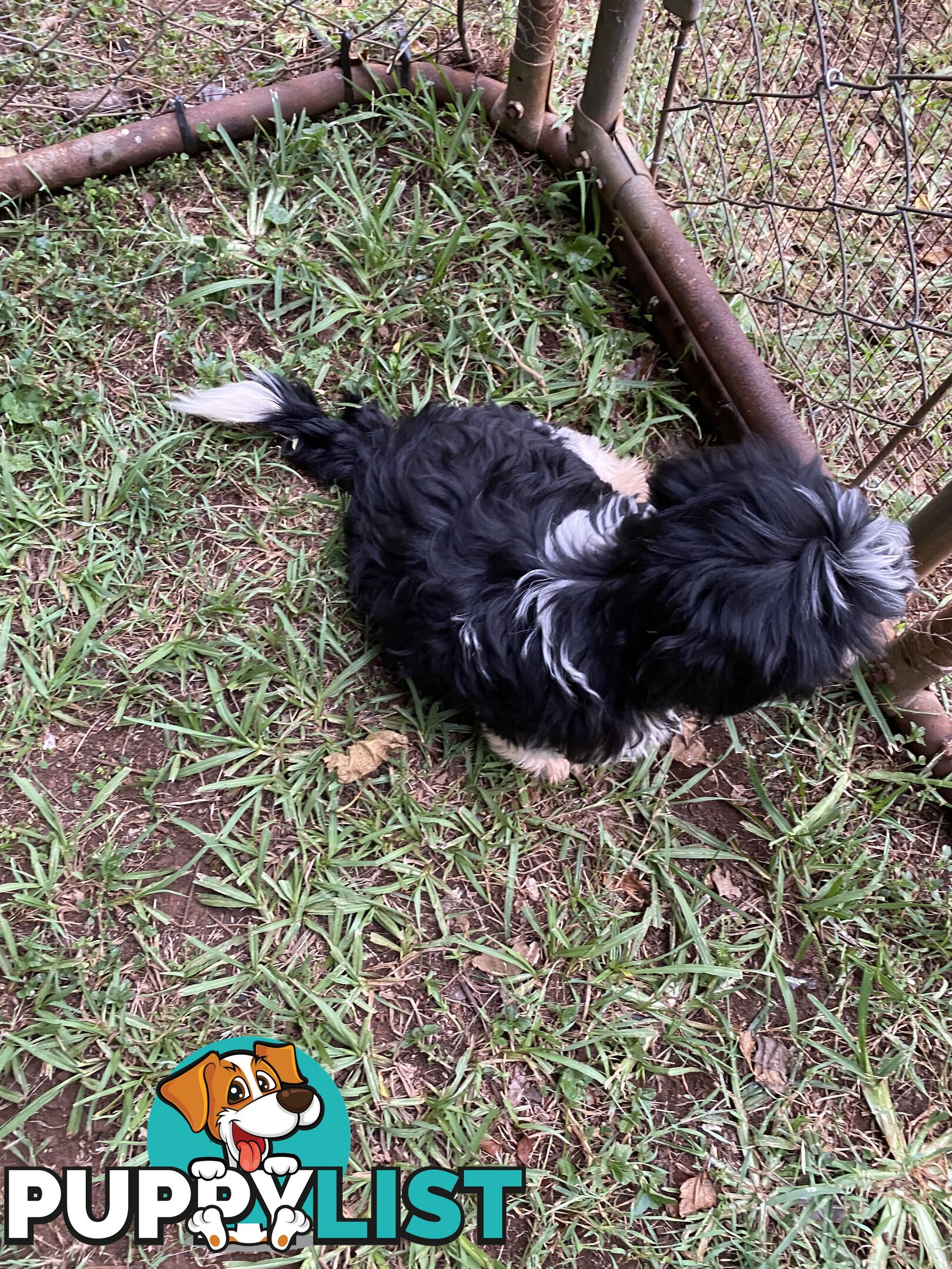 Maltese x Shih Tzu