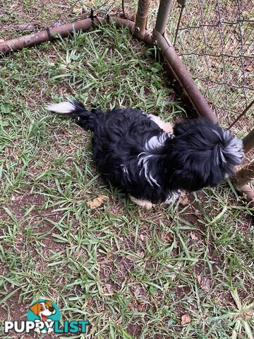 Maltese x Shih Tzu