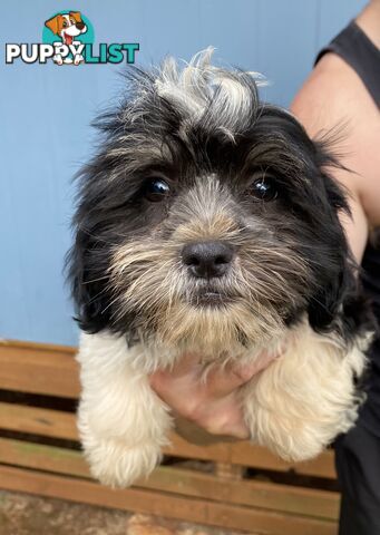 Maltese x Shih Tzu