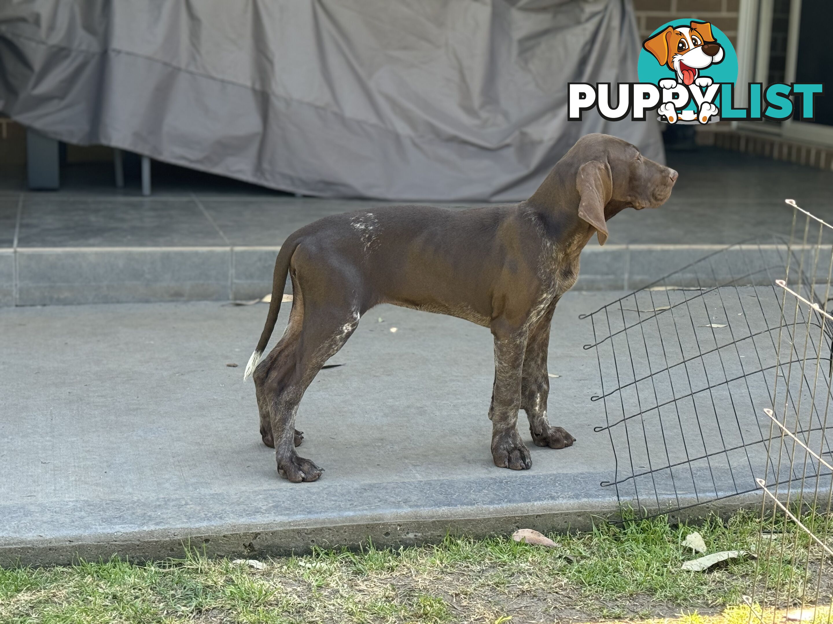 German Shorthaired Pointer Pups