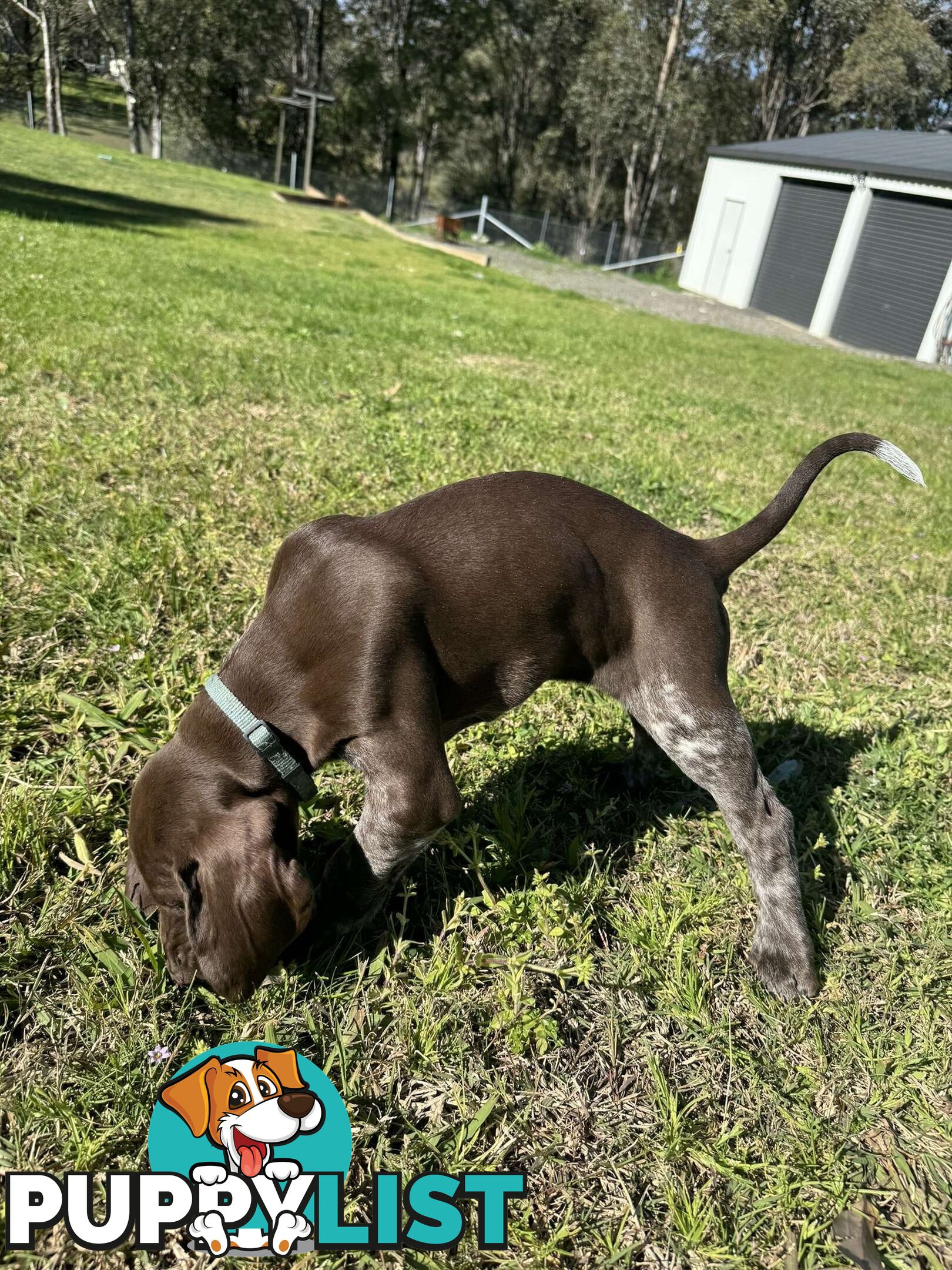 German Shorthaired Pointer Pups