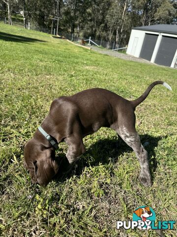 German Shorthaired Pointer Pups