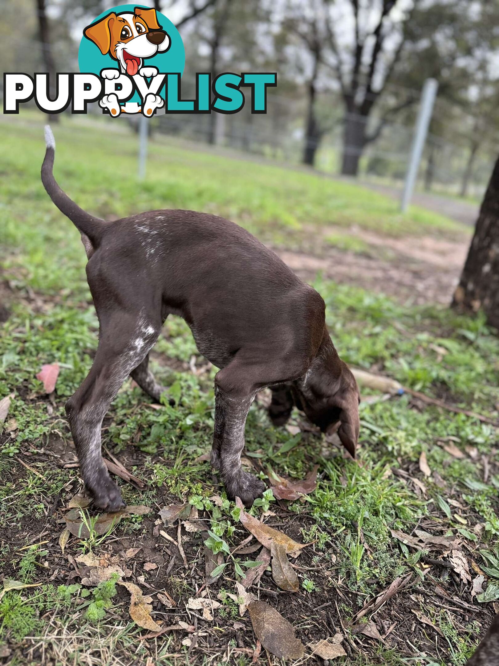 German Shorthaired Pointer Pups