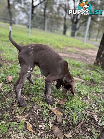 German Shorthaired Pointer Pups