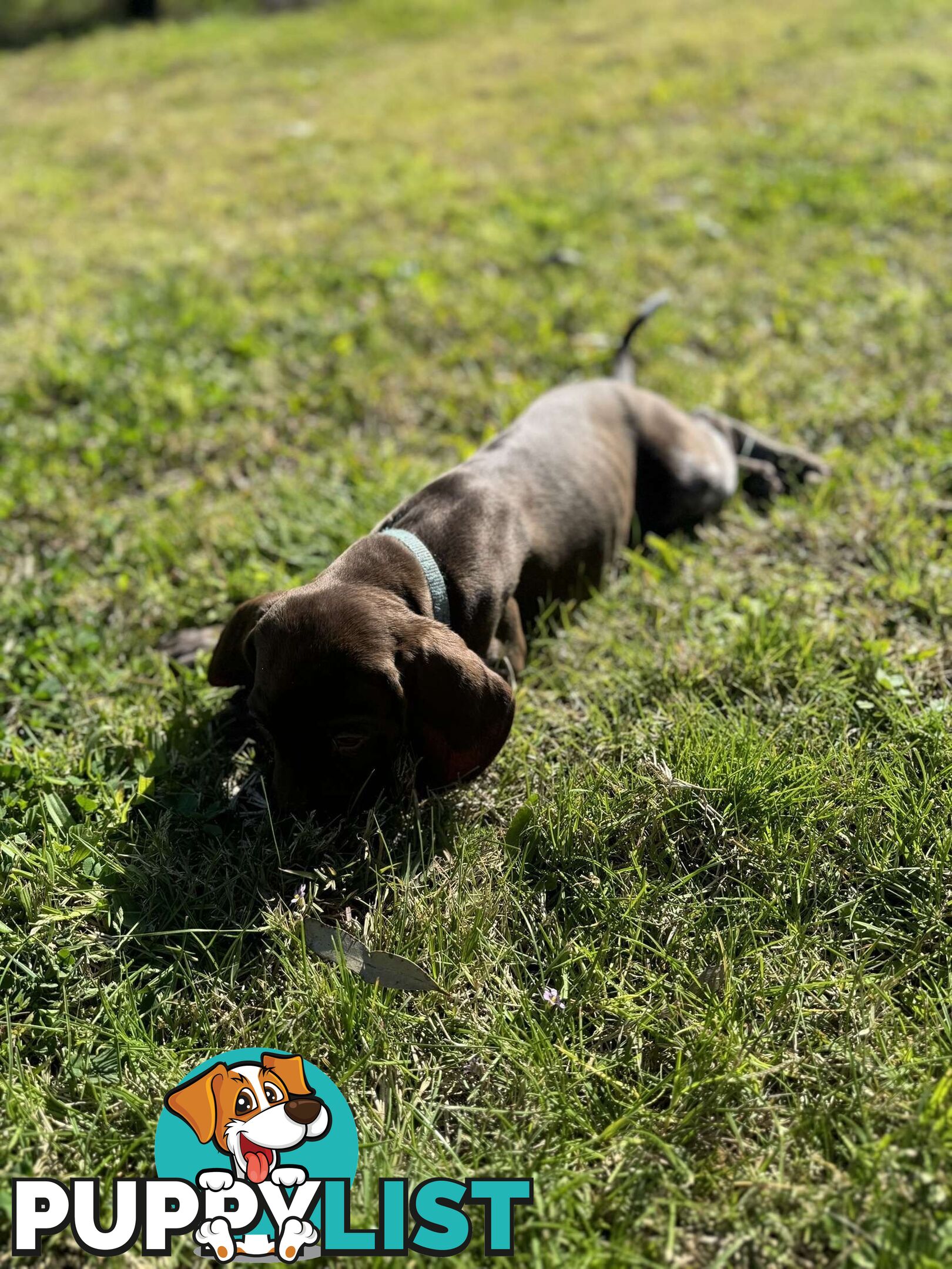 German Shorthaired Pointer Pups