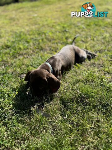 German Shorthaired Pointer Pups