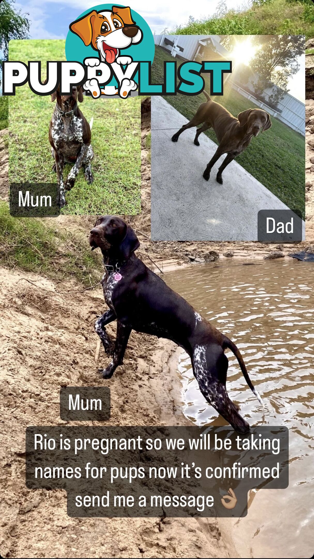 German Shorthaired Pointer Pups