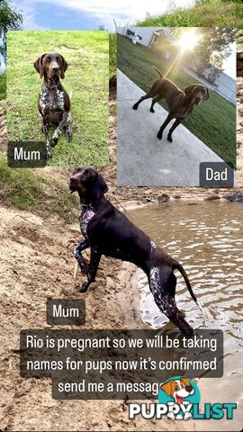 German Shorthaired Pointer Pups