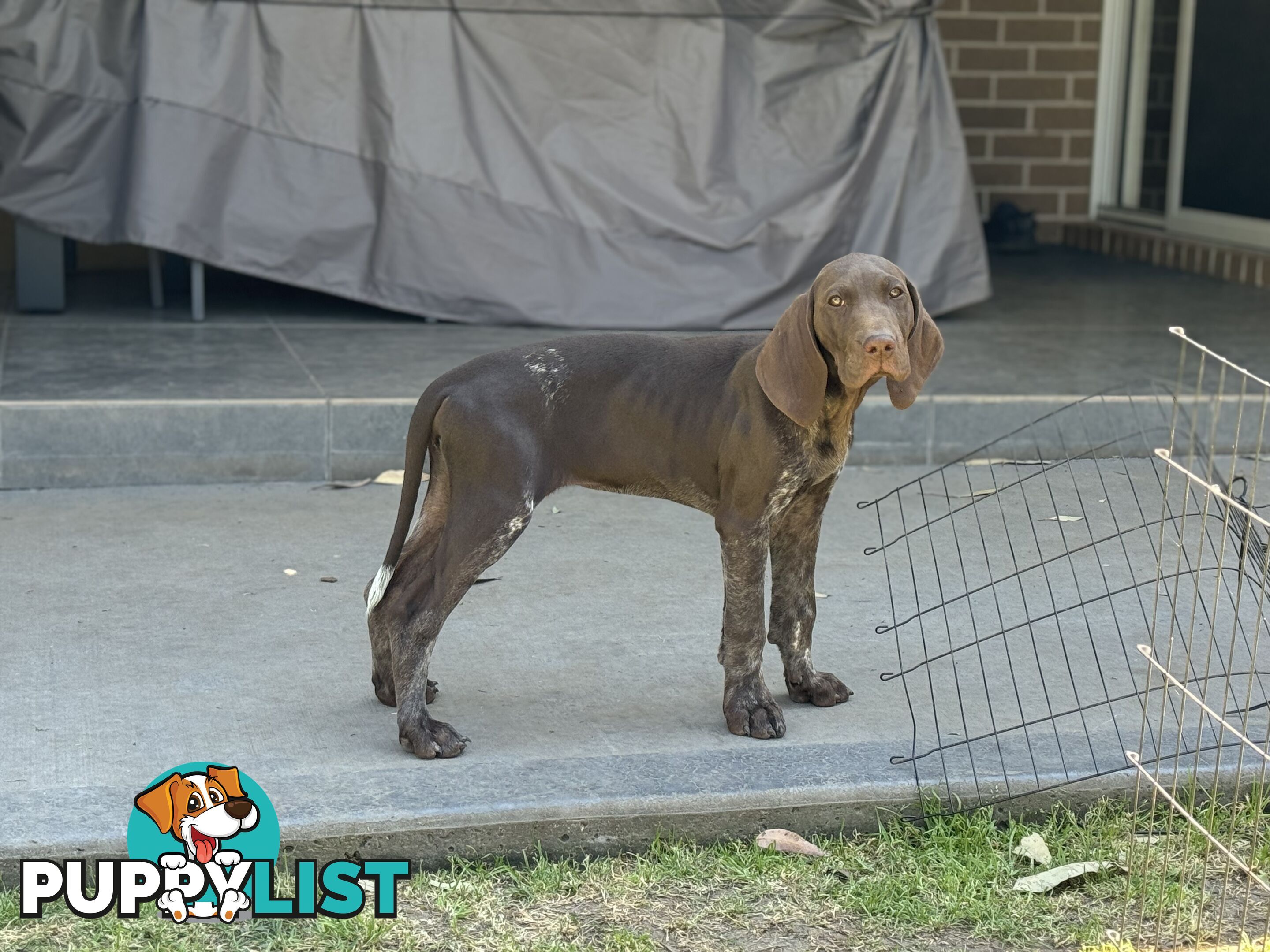 German Shorthaired Pointer Pups