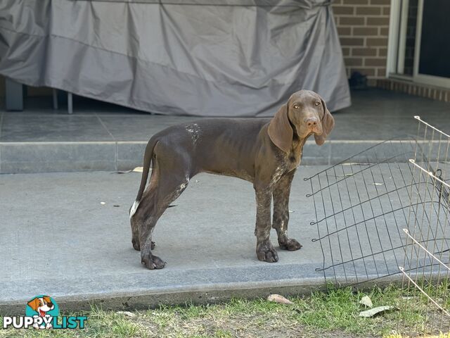 German Shorthaired Pointer Pups