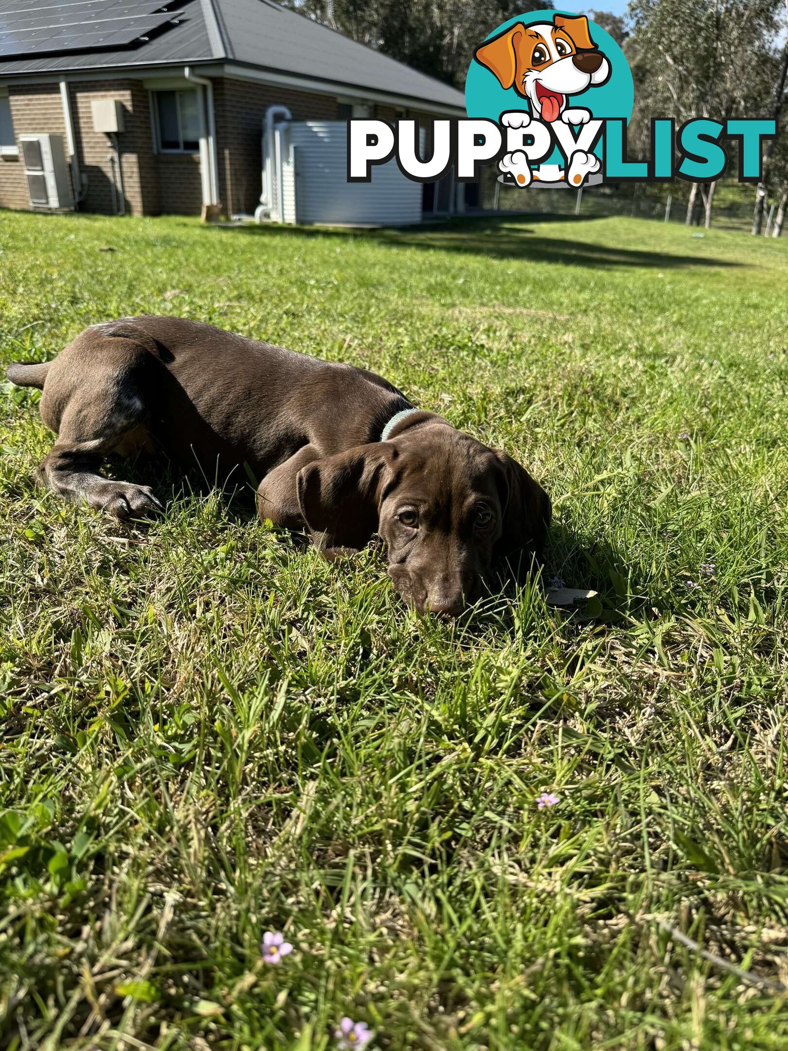 German Shorthaired Pointer Pups